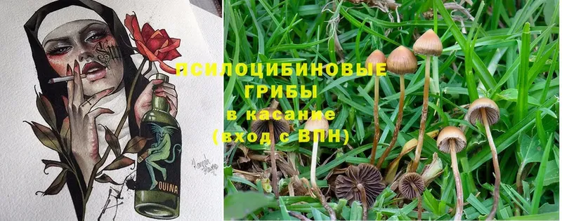 дарнет шоп  Железногорск  Галлюциногенные грибы Psilocybe 